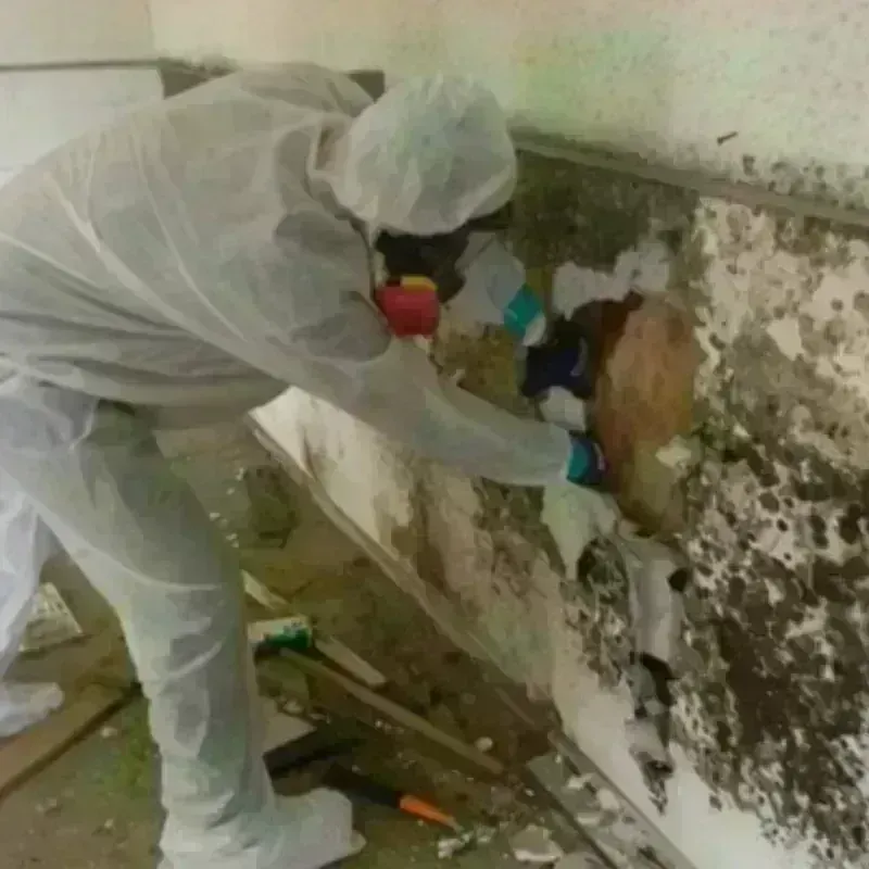 Mold Remediation and Removal in Cook County, IL